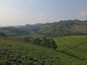 Bwindi-Rwanda